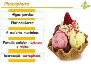 Phaeophyta
Algas pardas
Pluricelulares
A maioria marinhas
Reprodução: Metagênese
Parede celular: Celulose
e Algina
 