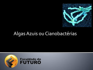 Algas Azuis ou Cianobactérias
 