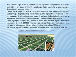 Para producir algas marinas, se necesitan los siguientes componentes esenciales:
radiación solar, agua, anhídrido carbónico, algún nutriente y unos aparatos
denominados fotobiorreactores.
Con las algas así producidas se obtiene un biodiesel, que además de consumir
CO2 (en lugar de producirlo), puede hacer que los agricultores vuelvan a dedicar
sus cultivos a la alimentación, en lugar de volcarse indiscriminadamente en la
producción de biodiesel agrícola, como está sucediendo en la actualidad.
Como ejemplo comparativo, podemos decir que existen algas unicelulares
capaces de producir 130.000 litros de biodiesel por hectárea, mientras que si se
cultivase la misma superficie con girasol, solo se obtendrían 500 litros.
Por ello, las algas son la única fuente de biodiesel capaz de sustituir al petróleo.
 