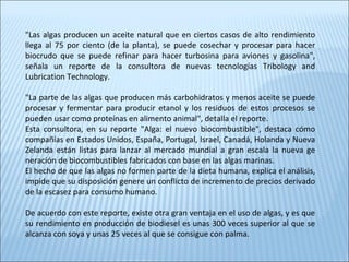 "Las algas producen un aceite natural que en ciertos casos de alto rendimiento
llega al 75 por ciento (de la planta), se puede cosechar y procesar para hacer
biocrudo que se puede refinar para hacer turbosina para aviones y gasolina",
señala un reporte de la consultora de nuevas tecnologías Tribology and
Lubrication Technology.
"La parte de las algas que producen más carbohidratos y menos aceite se puede
procesar y fermentar para producir etanol y los residuos de estos procesos se
pueden usar como proteínas en alimento animal", detalla el reporte.
Esta consultora, en su reporte "Alga: el nuevo biocombustible", destaca cómo
compañías en Estados Unidos, España, Portugal, Israel, Canadá, Holanda y Nueva
Zelanda están listas para lanzar al mercado mundial a gran escala la nueva ge
neración de biocombustibles fabricados con base en las algas marinas.
El hecho de que las algas no formen parte de la dieta humana, explica el análisis,
impide que su disposición genere un conflicto de incremento de precios derivado
de la escasez para consumo humano.
De acuerdo con este reporte, existe otra gran ventaja en el uso de algas, y es que
su rendimiento en producción de biodiesel es unas 300 veces superior al que se
alcanza con soya y unas 25 veces al que se consigue con palma.
 