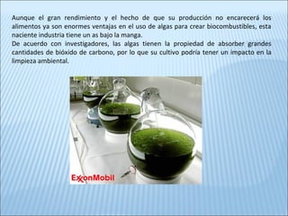 Aunque el gran rendimiento y el hecho de que su producción no encarecerá los
alimentos ya son enormes ventajas en el uso de algas para crear biocombustibles, esta
naciente industria tiene un as bajo la manga.
De acuerdo con investigadores, las algas tienen la propiedad de absorber grandes
cantidades de bióxido de carbono, por lo que su cultivo podría tener un impacto en la
limpieza ambiental.
 