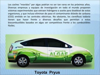 Toyota Pryus
Los coches "movidos" por algas podrían no ser tan raros en los próximos años.
Diversas empresas y equipos de investigación en todo el mundo proponen
sistemas experimentales que extraen hidrógeno o aceite para biodiésel de estos
organismos, y que incluso eliminan de paso el contaminante dióxido de carbono
(CO2) emitido en las centrales eléctricas. No obstante, los científicos todavía
tienen que hacer frente a diversos desafíos que permitan a estos
biocombustibles basados en algas ser competitivos frente a los combustibles
fósiles.
 