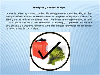 Hidrógeno y biodiésel de algas
La idea de utilizar algas como combustible ecológico no es nueva. En 1978, en plena
crisis petrolífera se creaba en Estados Unidos el "Programa de Especies Acuáticas". En
1996, y tras 25 millones de dólares (unos 17 millones de euros) invertidos, se ponía
fin al proyecto ante los escasos resultados. Sin embargo, un petróleo cada vez más
caro y escaso y la creciente relevancia dada a las energías renovables han despertado
de nuevo el interés por las algas.
 