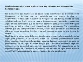 Una hectárea de algas puede producir entre 30 y 250 veces más aceite que una
hectárea de soja
Los diseñadores estadounidenses se basan en los experimentos de científicos de la
Universidad de Berkeley, que han trabajado con una especie de alga, la
Chlamydomonas reinhardtii, la cual libera hidrógeno en vez de CO2 cuando no tiene
suficiente oxígeno. Por lo tanto, se trataría de crear grandes contenedores para estas
algas, en unas condiciones que les permitan sobrevivir pero generando un hidrógeno
que luego se podría utilizar en el mismo lugar de su producción. Sus responsables
estiman que, una vez optimizado el proceso, una de estas piscinas de diez metros de
diámetro podría suministrar hidrógeno para el consumo semanal de una docena de
coches.
No obstante, la mayor parte de las investigaciones se centran en las propiedades de las
algas para producir un aceite que puede ser utilizado posteriormente como
biocombustible. En este caso, las ventajas son muy diversas, según sus defensores. La
productividad de las algas es mucho mayor que la de otros elementos vegetales
utilizados en la actualidad para producir biocombustibles. Así, dependiendo de la
especie de alga y de la eficiencia del sistema, una hectárea de algas puede producir
entre 30 y 250 veces más aceite que una hectárea de soja, por ejemplo.
 