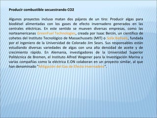 Producir combustible secuestrando CO2
Algunos proyectos incluso matan dos pájaros de un tiro: Producir algas para
biodiésel alimentadas con los gases de efecto invernadero generados en las
centrales eléctricas. En este sentido se mueven diversas empresas, como las
norteamericanas GreenFuel Technologies, creada por Isaac Berzin, un científico de
cohetes del Instituto Tecnológico de Massachussets (MIT) o Solix Biofuels, fundada
por el ingeniero de la Universidad de Colorado Jim Sears. Sus responsables están
estudiando diversas variedades de algas con una alta densidad de aceite y de
crecimiento rápido. En Alemania, investigadores de la Universidad Superior
Politécnica de Bremen, el Instituto Alfred Wegener para la Investigación Marina y
varias compañías como la eléctrica E.ON colaboran en un proyecto similar, al que
han denominado "Mitigación del Gas de Efecto Invernadero".
 