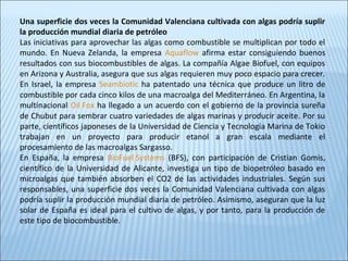 Una superficie dos veces la Comunidad Valenciana cultivada con algas podría suplir
la producción mundial diaria de petróleo
Las iniciativas para aprovechar las algas como combustible se multiplican por todo el
mundo. En Nueva Zelanda, la empresa Aquaflow afirma estar consiguiendo buenos
resultados con sus biocombustibles de algas. La compañía Algae Biofuel, con equipos
en Arizona y Australia, asegura que sus algas requieren muy poco espacio para crecer.
En Israel, la empresa Seambiotic ha patentado una técnica que produce un litro de
combustible por cada cinco kilos de una macroalga del Mediterráneo. En Argentina, la
multinacional Oil Fox ha llegado a un acuerdo con el gobierno de la provincia sureña
de Chubut para sembrar cuatro variedades de algas marinas y producir aceite. Por su
parte, científicos japoneses de la Universidad de Ciencia y Tecnología Marina de Tokio
trabajan en un proyecto para producir etanol a gran escala mediante el
procesamiento de las macroalgas Sargasso.
En España, la empresa BioFuel Systems (BFS), con participación de Cristian Gomis,
científico de la Universidad de Alicante, investiga un tipo de biopetróleo basado en
microalgas que también absorben el CO2 de las actividades industriales. Según sus
responsables, una superficie dos veces la Comunidad Valenciana cultivada con algas
podría suplir la producción mundial diaria de petróleo. Asimismo, aseguran que la luz
solar de España es ideal para el cultivo de algas, y por tanto, para la producción de
este tipo de biocombustible.
 