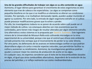 Una de las grandes dificultades de trabajar con algas es su alto contenido en agua
Asimismo, el lugar idóneo para garantizar el crecimiento de estos organismos es otro
elemento que trae de cabeza a los especialistas. Las algas se comportan como
pequeñas biosferas en las que si se modifica un elemento se alteran sus condiciones
iniciales. Por ejemplo, si se multiplican demasiado rápido, pueden acabar muriendo al
agotar su sustento. Por otro lado, la entrada de algún organismo extraño en el cultivo
puede provocar modificaciones graves que lo echen a perder.
Por ello, los investigadores todavía no se ponen de acuerdo sobre cuál puede ser el
mejor método de cultivo. Los estanques abiertos son más económicos que los
controlados, pero tienen más riesgos de resultar alterados por algún elemento extraño.
Una alternativa a estos sistemas es la propuesta por David A. Summers. Este ingeniero
minero de la Universidad de Missouri-Rolla está cultivando microalgas en la mina
experimental de su universidad, porque cree que el control que ofrece este ambiente
cerrado presenta más ventajas que el inconveniente de perder la luz solar directa.
Por otra parte, los defensores de los avances en biotecnología confían en que podrían
desarrollarse algas a la carta o mezclar especies naturales, que permitirían facilitar su
cultivo y aumentar su rendimiento. Asimismo, las investigaciones genéticas podrían
ayudar a conocer mejor los sistemas de producción de aceite en las algas.
En cualquier caso, los expertos consideran que el éxito de los biocombustibles basados
en algas, al igual que otros combustibles alternativos, dependerá de la evolución de los
precios del petróleo, y si refleja realmente sus costes medioambientales.
 