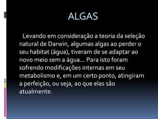 ALGAS       Levando em consideração a teoria da seleção natural de Darwin, algumas algas ao perder o seu habitat (água), tiveram de se adaptar ao novo meio sem a água... Para isto foram sofrendo modificações internas em seu metabolismo e, em um certo ponto, atingiram a perfeição, ou seja, ao que elas são atualmente.
