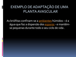 EXEMPLO DE ADAPTAÇÃO DE UMA PLANTA AVASCULARAs briófitas confinam-se a ambientes húmidos – é a água que faz a dispersão dos esporos - e mantêm-se pequenas durante todo o seu ciclo de vida .