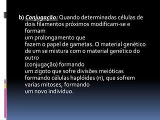 b) Conjugação: Quando determinadas células de dois filamentos próximos modificam-se e formamum prolongamento que fazem o papel de gametas. O material genético de um se mistura com o material genético do outro(conjugação) formandoum zigoto que sofre divisões meióticas formando células haplóides (n), que sofrem varias mitoses, formandoum novo individuo. 
