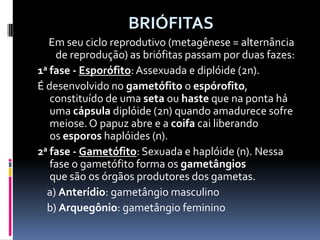  BRIÓFITAS  Em seu ciclo reprodutivo (metagênese = alternância de reprodução) as briófitas passam por duas fazes:1a fase - Esporófito: Assexuada e diplóide (2n).É desenvolvido no gametófito o espórofito, constituído de uma seta ou haste que na ponta há uma cápsula diplóide (2n) quando amadurece sofre meiose. O papuz abre e a coifa cai liberando os esporos haplóides (n).2a fase -Gametófito: Sexuada e haplóide (n). Nessa fase o gametófito forma os gametângios que são os órgãos produtores dos gametas.    a) Anterídio: gametângio masculino    b) Arquegônio: gametângio feminino