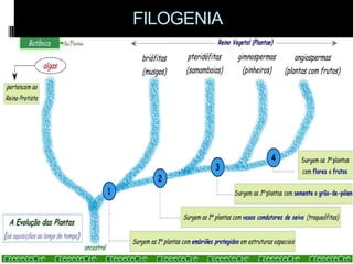 FILOGENIA