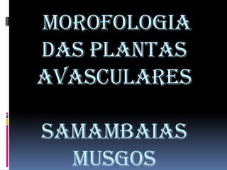  MOROFOLOGIA DAS PLANTAS AVASCULARESSAMAMBAIASMUSGOS