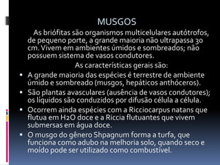 MUSGOS         As briófitas são organismos multicelulares autótrofos, de pequeno porte, a grande maioria não ultrapassa 30 cm. Vivem em ambientes úmidos e sombreados; não possuem sistema de vasos condutores.      As características gerais são:A grande maioria das espécies é terrestre de ambiente úmido e sombreado (musgos, hepáticos anthóceros).São plantas avasculares (ausência de vasos condutores); os líquidos são conduzidos por difusão célula a célula.Ocorrem ainda espécies com a Ricciocarpus natans que flutua em H2O doce e a Riccia flutuantes que vivem submersas em água doce.O musgo do gênero Shpagnum forma a turfa, que funciona como adubo na melhoria solo, quando seco e moído pode ser utilizado como combustível. 