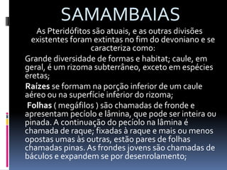  SAMAMBAIAS As Pteridófitos são atuais, e as outras divisões existentes foram extintas no fim do devoniano e se caracteriza como:     Grande diversidade de formas e habitat; caule, em geral, é um rizoma subterrâneo, exceto em espécies eretas;  Raízes se formam na porção inferior de um caule aéreo ou na superfície inferior do rizoma; Folhas ( megáfilos ) são chamadas de fronde e apresentam pecíolo e lâmina, que pode ser inteira ou pinada. A continuação do pecíolo na lâmina é chamada de raque; fixadas à raque e mais ou menos opostas umas às outras, estão pares de folhas chamadas pinas. As frondes jovens são chamadas de báculos e expandem se por desenrolamento; 