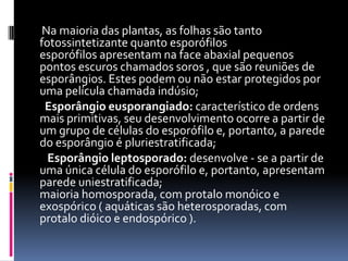       Na maioria das plantas, as folhas são tanto fotossintetizante quanto esporófilosesporófilos apresentam na face abaxial pequenos pontos escuros chamados soros , que são reuniões de esporângios. Estes podem ou não estar protegidos por uma película chamada indúsio;        Esporângio eusporangiado: característico de ordens mais primitivas, seu desenvolvimento ocorre a partir de um grupo de células do esporófilo e, portanto, a parede do esporângio é pluriestratificada;         Esporângio leptosporado: desenvolve - se a partir de uma única célula do esporófilo e, portanto, apresentam parede uniestratificada;maioria homosporada, com protalo monóico e exospórico ( aquáticas são heterosporadas, com protalo dióico e endospórico ).