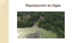 Reproducción en Algas
 