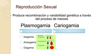Reproducción Sexual
• Produce recombinación y variabilidad genética a través
del proceso de meiosis
Plasmogamia
Isogamia
Anisogamia
Oogamia
Cariogamia
 