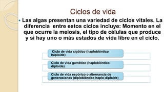 Ciclos de vida
 Las algas presentan una variedad de ciclos vitales. La
diferencia entre estos ciclos incluye: Momento en el
que ocurre la meiosis, el tipo de células que produce
y si hay uno o más estados de vida libre en el ciclo.
Ciclo de vida cigótico (haplobióntico
haploide)
Ciclo de vida gamético (haplobióntico
diploide)
Ciclo de vida espórico o alternancia de
generaciones (diplobióntico haplo-diploide)
 