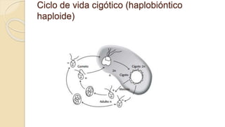 Ciclo de vida cigótico (haplobióntico
haploide)
 