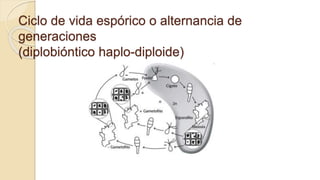 Ciclo de vida espórico o alternancia de
generaciones
(diplobióntico haplo-diploide)
 