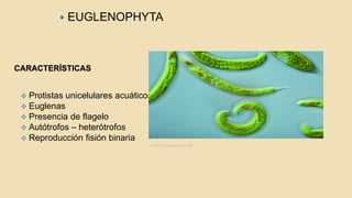 CARACTERÍSTICAS
 EUGLENOPHYTA
 Protistas unicelulares acuáticos
 Euglenas
 Presencia de flagelo
 Autótrofos – heterótrofos
 Reproducción fisión binaria
Fuente: Fundación AQUAE
 