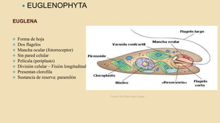 EUGLENA
 EUGLENOPHYTA
 Forma de hoja
 Dos flagelos
 Mancha ocular (fotorreceptor)
 Sin pared celular
 Película (periplasto)
 División celular – Fisión longitudinal
 Presentan clorofila
 Sustancia de reserva: paramilón
Fuente: San Diego Mesa Collage
 