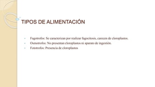 TIPOS DE ALIMENTACIÓN
• Fagotrofos: Se caracterizan por realizar fagocitosis, carecen de cloroplastos.
• Osmotrofos: No presentan cloroplastos ni aparato de ingestión.
• Fototrofos: Presencia de cloroplastos
 