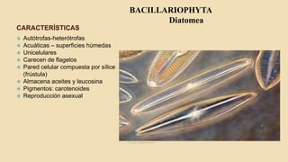 CARACTERÍSTICAS
 Autótrofas-heterótrofas
 Acuáticas – superficies húmedas
 Unicelulares
 Carecen de flagelos
 Pared celular compuesta por sílice
(frústula)
 Almacena aceites y leucosina
 Pigmentos: carotenoides
 Reproducción asexual
Fuente: lareserva.com
BACILLARIOPHYTA
Diatomea
 