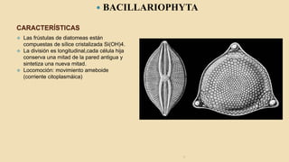 CARACTERÍSTICAS
 BACILLARIOPHYTA
 Las frústulas de diatomeas están
compuestas de sílice cristalizada Si(OH)4.
 La división es longitudinal,cada célula hija
conserva una mitad de la pared antigua y
sintetiza una nueva mitad.
 Locomoción: movimiento ameboide
(corriente citoplasmáica)
1/
 