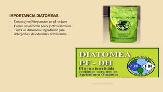 IMPORTANCIA DIATOMEAS
• Constituyen Fitoplancton en el océano
• Fuente de alimento peces y otros animales
• Tierra de diatomeas: ingrediente para
detergentes, desodorantes, fertilizantes.
Fuente: ecoyambiente.com
 