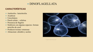 CARACTERÍSTICAS
 DINOFLAGELLATA
 Autótrofos - heterótrofos
 Acuáticas
 Unicelulares
 Pared celular – celulosa
 Presencia de flagelos
 Simbiosis con algunas especies- forman
arrecifes de coral
 Producen toxinas venenosas
 Almacenan: almidón y aceites
Fuente: asturnatura.com
 