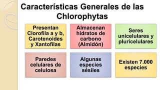 Características Generales de las
Chlorophytas
Presentan
Clorofila a y b,
Carotenoides
y Xantofilas
Almacenan
hidratos de
carbono
(Almidón)
Seres
unicelulares y
pluricelulares
Paredes
celulares de
celulosa
Algunas
especies
sésiles
Existen 7.000
especies
 
