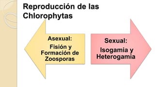 Reproducción de las
Chlorophytas
Asexual:
Fisión y
Formación de
Zoosporas
Sexual:
Isogamia y
Heterogamia
 