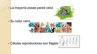  La mayoría posee pared celular
 Su color varia
 Células reproductoras son flageladas
 