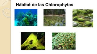Hábitat de las Chlorophytas
 