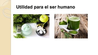 Utilidad para el ser humano
 