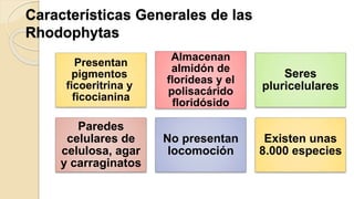 Características Generales de las
Rhodophytas
Presentan
pigmentos
ficoeritrina y
ficocianina
Almacenan
almidón de
florídeas y el
polisacárido
floridósido
Seres
pluricelulares
Paredes
celulares de
celulosa, agar
y carraginatos
No presentan
locomoción
Existen unas
8.000 especies
 