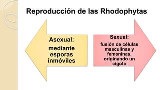 Reproducción de las Rhodophytas
Asexual:
mediante
esporas
inmóviles
Sexual:
fusión de células
masculinas y
femeninas,
originando un
cigoto
 