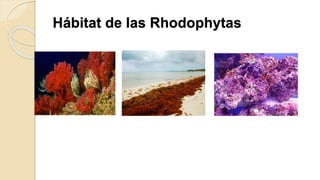 Hábitat de las Rhodophytas
 