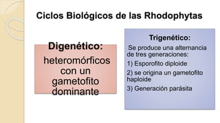 Ciclos Biológicos de las Rhodophytas
Digenético:
heteromórficos
con un
gametofito
dominante
Trigenético:
Se produce una alternancia
de tres generaciones:
1) Esporofito diploide
2) se origina un gametofito
haploide
3) Generación parásita
 