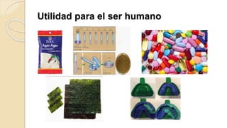 Utilidad para el ser humano
 