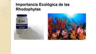 Importancia Ecológica de las
Rhodophytas
 