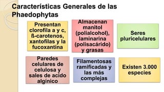 Características Generales de las
Phaedophytas
Presentan
clorofila a y c,
ß-carotenos,
xantofilas y la
fucoxantina
Almacenan
manitol
(polialcohol),
laminarina
(polisacárido)
y grasas
Seres
pluricelulares
Paredes
celulares de
celulosa y
sales de acido
algínico
Filamentosas
ramificadas y
las más
complejas
Existen 3.000
especies
 