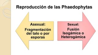 Reproducción de las Phaedophytas
Asexual:
Fragmentación
del talo o por
esporas
Sexual:
Fusión
Isogámica o
Heterogámica
 
