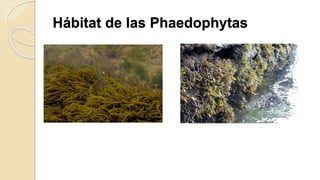 Hábitat de las Phaedophytas
 
