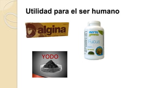 Utilidad para el ser humano
 