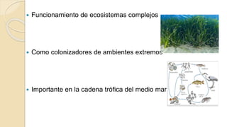  Funcionamiento de ecosistemas complejos
 Como colonizadores de ambientes extremos
 Importante en la cadena trófica del medio marino
 