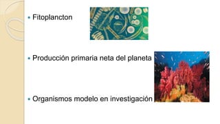  Fitoplancton
 Producción primaria neta del planeta
 Organismos modelo en investigación
 