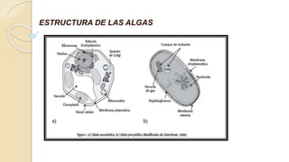 ESTRUCTURA DE LAS ALGAS
 